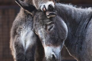 Ten słodziak nie ma jeszcze imienia