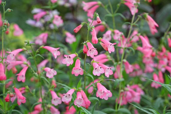 Penstemon  'Apple Blossom'.