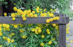 Rudbekia naga