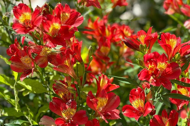 Alstroemeria