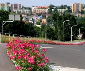 Starachowice. To najbardziej ukwiecone miasto świętokrzyskiego