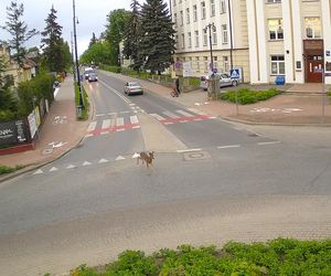 Młody samiec sarny odwiedził siedlecki park miejski Aleksandria
