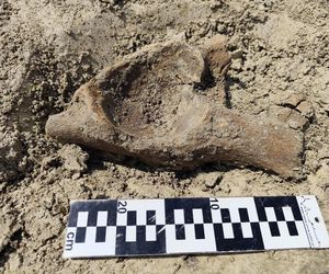 Fragment dużej kości (najpewniej miednicznej) mamuta