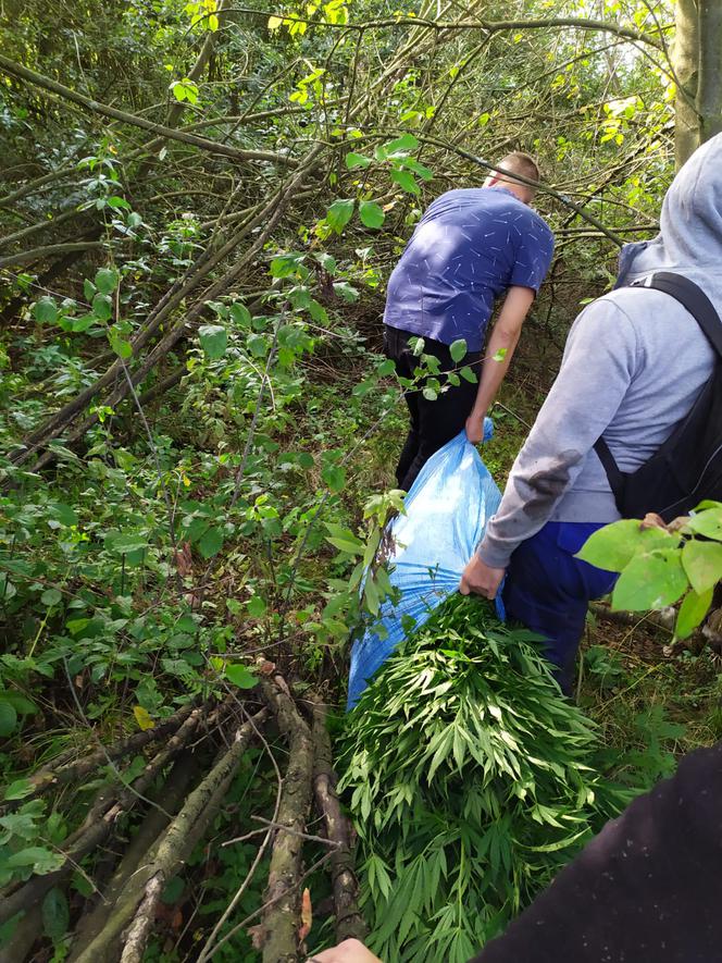 Zlikwidowano plantacje marihuany liczące kilkaset krzaków