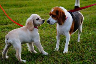 Lublinianie zaczną sprzątać po swoich psach? Ta kampania ma w tym pomóc