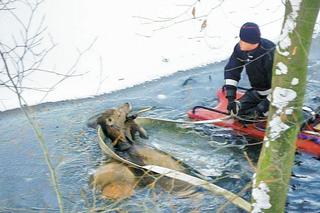 Strażacy z Gryfic ratowali jelenie przed utonięciem ZDJĘCIA