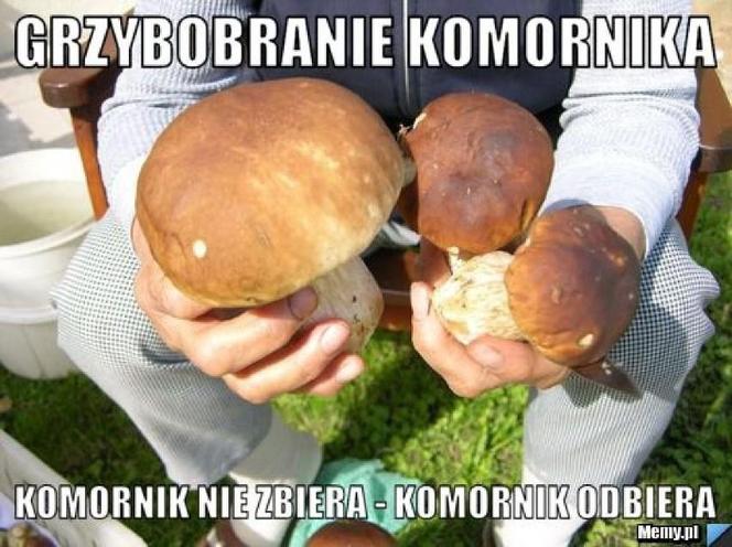 Grzybobranie 2023. Zobaczcie najlepsze memy o grzybiarzach! 