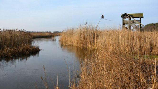 Rzeka Narew na Podlasiu