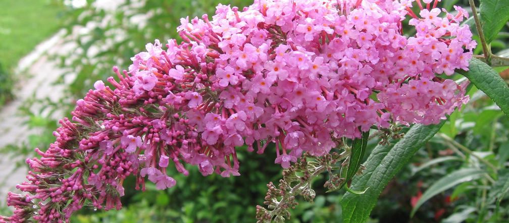 Budleja Dawida (Buddleja davidii) 