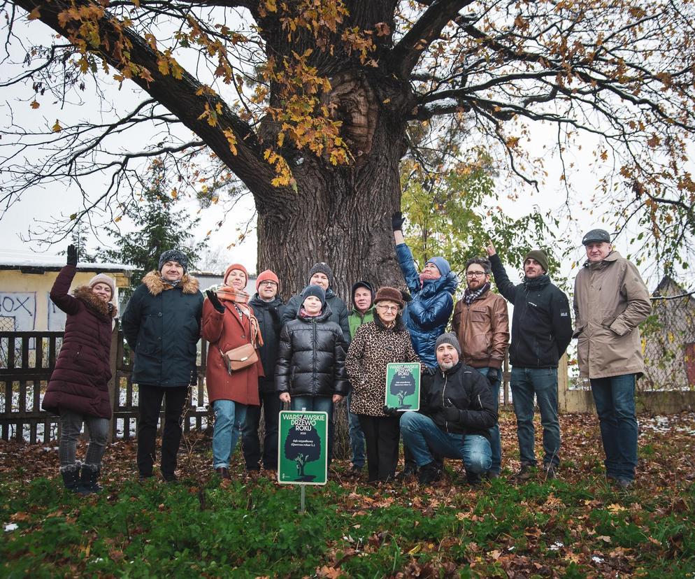 Dąb z Warszawy w finale konkursu na polskie Drzewo Roku! Robert ma ponad 350 lat