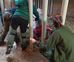 Niepokojące informacje z poznańskiego zoo. Rokowania są niedobre.... Nosorożec Diuna poważnie chora