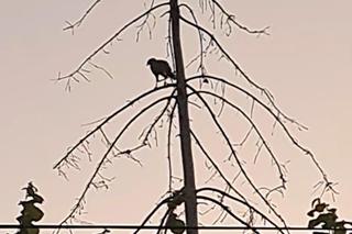 Gdzie jest Henry? Drapieżny ptak uciekł podczas pokazów sokolniczych, jest nagroda za pomoc 