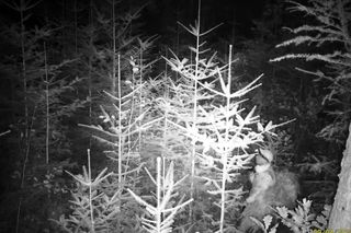 Drony nad drzewami i służby w polskich lasach. Przyłapani zapłacą 500 zł kary!