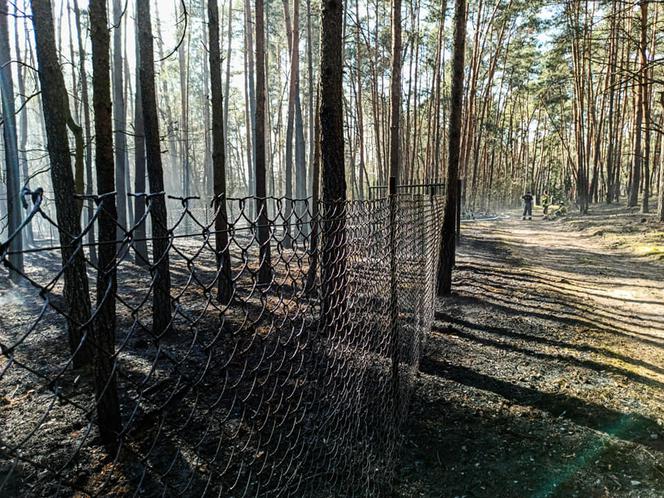 82-latek wypalał trawy, skończyło się pożarem lasu. Spłonęło 1,5 hektara!