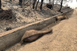 Grecja płonie. Dramatyczne relacje Polaków z Rodos