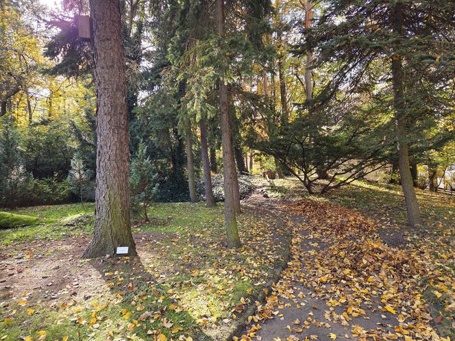 Jesień w Ogrodzie Botanicznym UKW. To ostatnia szansa na spacer wśród złotych liści!