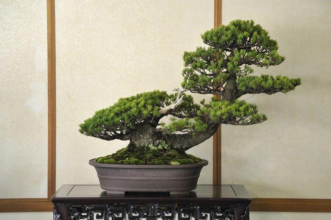 Drzewko bonsai