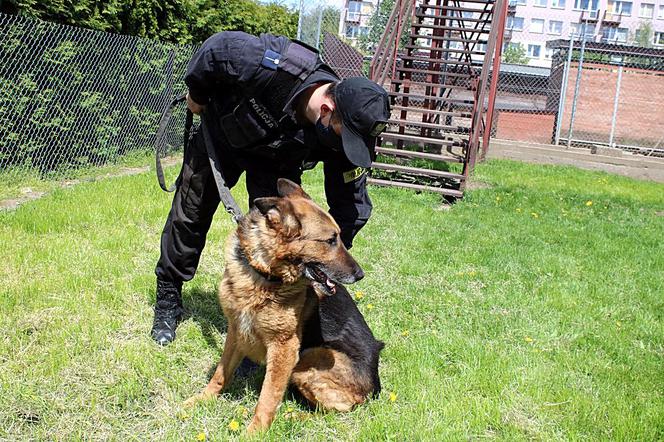 Psy patrolują, ścigają, zatrzymują – rasowi gliniarze