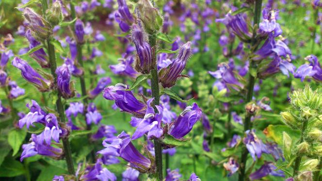 Lobelia wielka