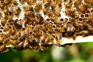 Lek dla pszczół! Nowy wynalazek lubelskich naukowców!