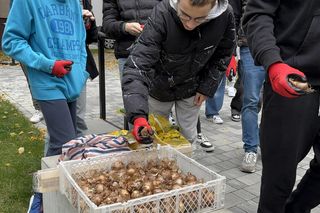 Uczniowie sadzili żonkile przy skwerze pamięci