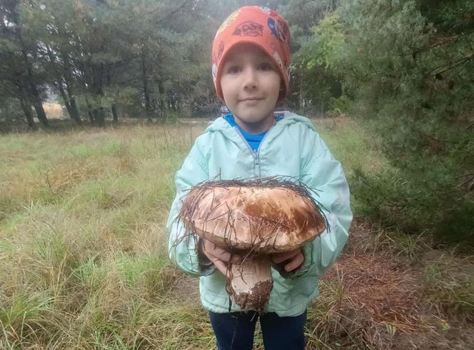 Gigantyczne grzyby w kujawsko-pomorskich lasach
