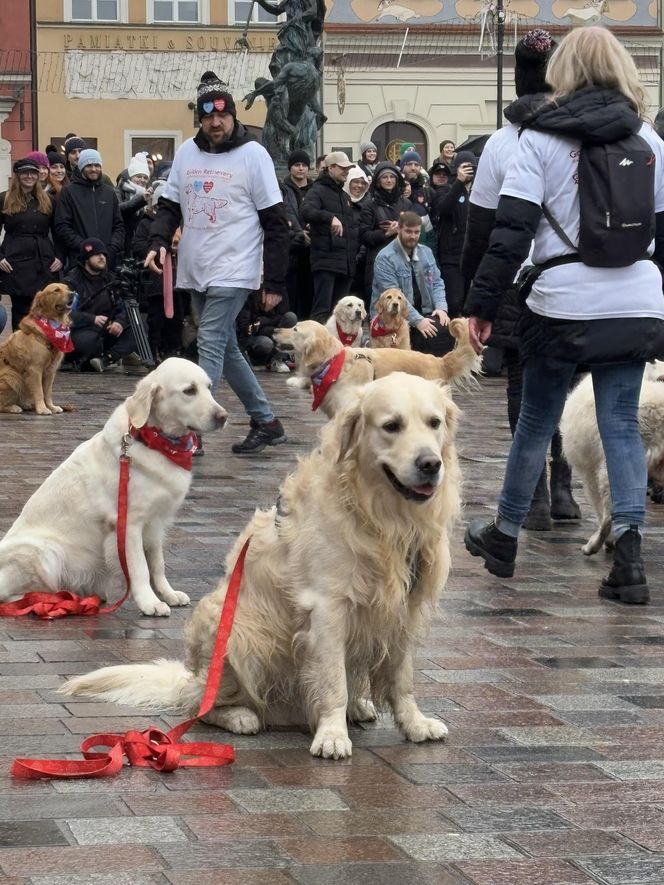 Wolontariusze WOŚP Poznań