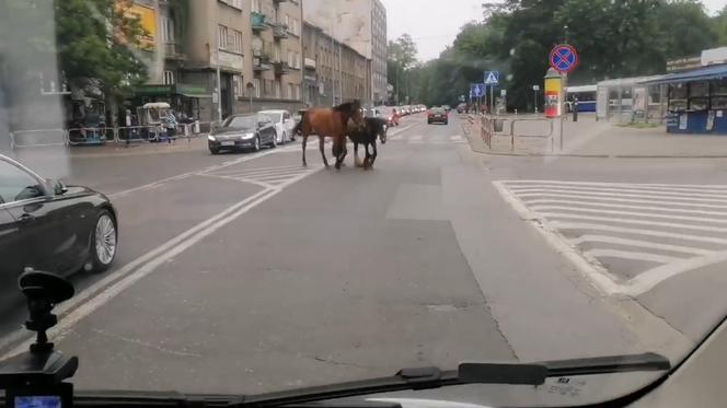 Po Krakowie z rana biegały konie. Wyjątkowa akcja w centrum miasta [WIDEO]