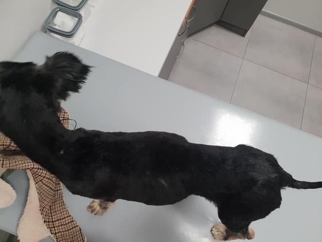 Skrajnie zaniedbane suczki LEDWO żyły! Miały na sobie aż 6 kilogramów kołtunów [ZDJĘCIA]