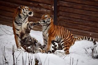 Zimowe harce na śniegu - zwierzaki z płockiego zoo szaleją ZOBACZ ZDJĘCIA!