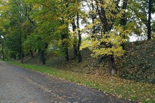 Są pieniądze na pielęgnację drzew w miejscu dawnych fortyfikacji i promenad w Lesznie [ZDJĘCIA]