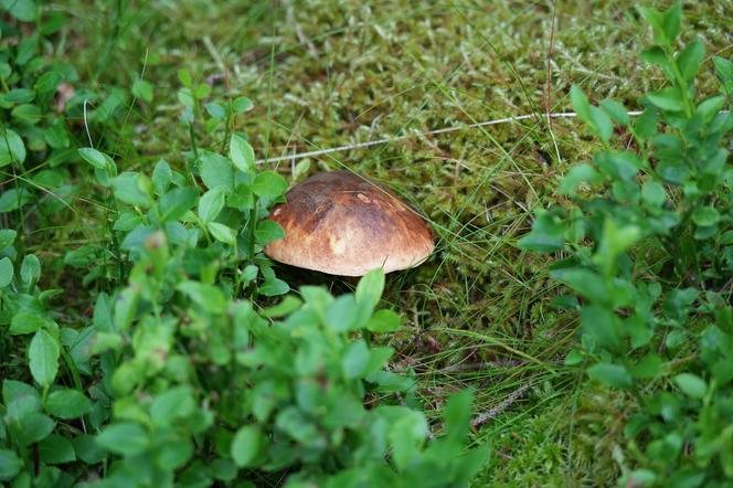 Grzybowe eldorado po deszczu na Dolnym Śląsku.  Są kolorowe borowiki i mnóstwo kurek 