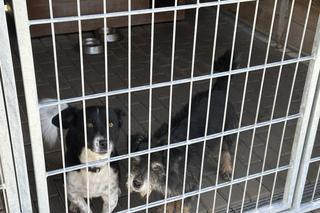 Nowe schronisko w Ostrowie