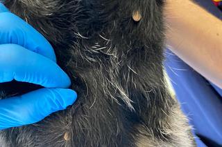 Czesław oberwał śrutem