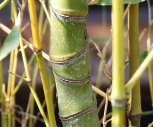 Fylostachys złocisty - Phyllostachys aurea