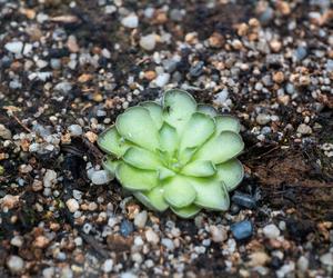 Tłustosz (Pinguicula)