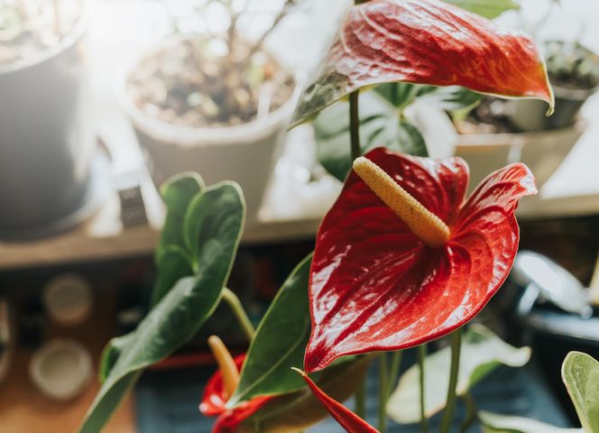 Czym podlewać anturium? Podlewanie anturium