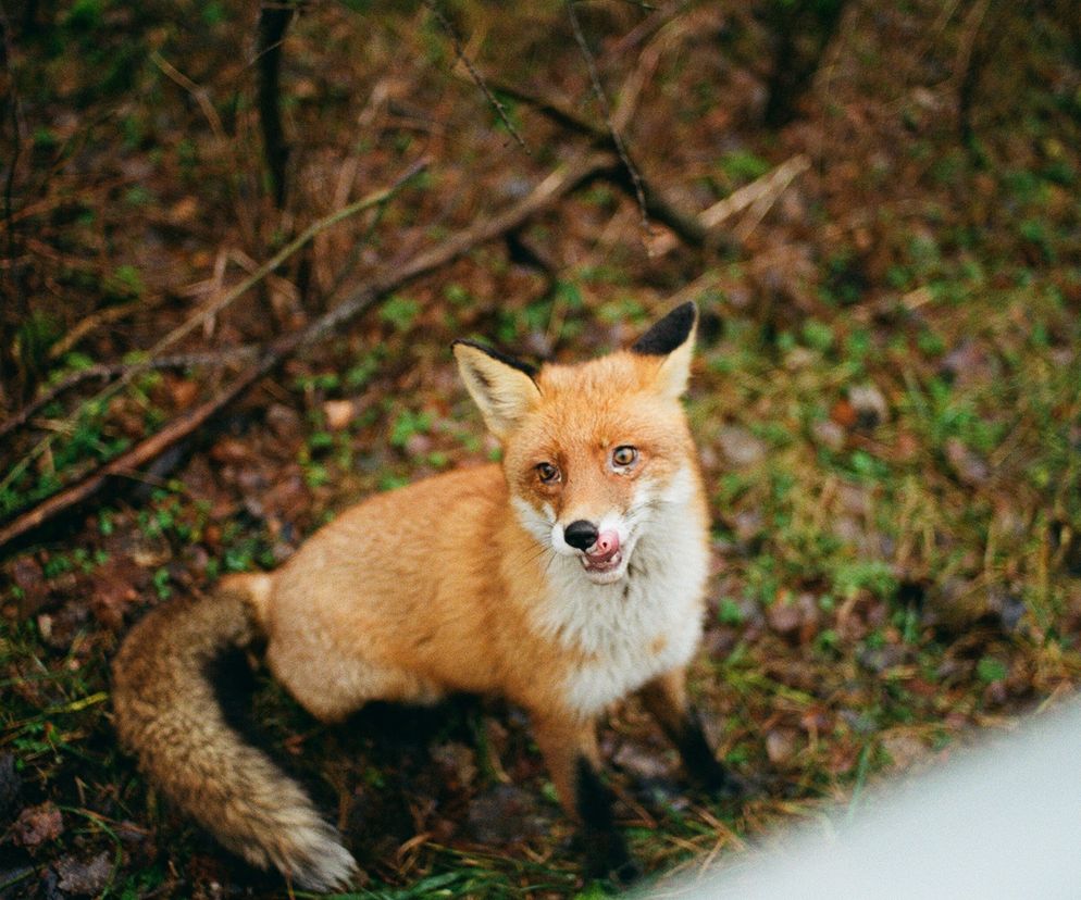 Szczepienia lisów wolno żyjących przeciwko wściekliźnie. Gdzie i kiedy zostaną przeprowadzone na Warmii i Mazurach?