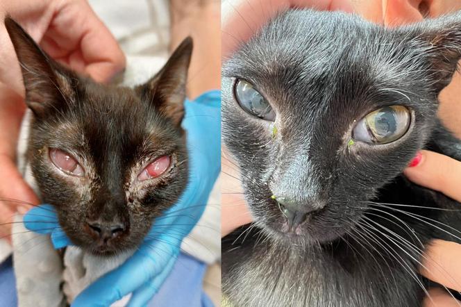 Koci wirus zaatakował oczy kotki Michell