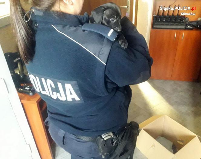 Policjanci z Łazisk Górnych uratowali szczeniaki