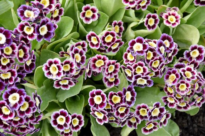 Pierwiosnek omszony - Primula pubescens
