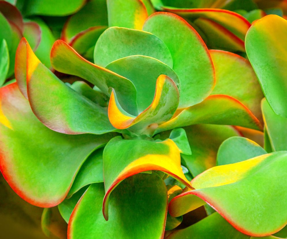 Kalanchoe wiechowate