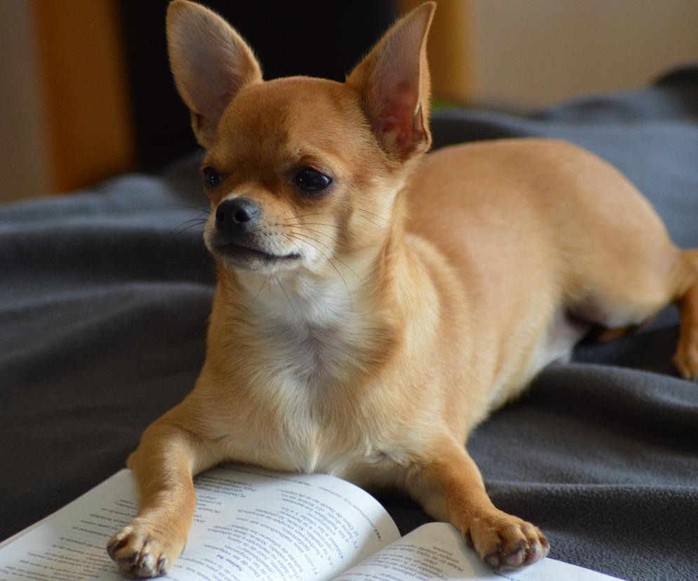 Chihuahua czy chichuahua? To najtrudniejsze nazwy ras psów. Umiesz je poprawnie zapisać?