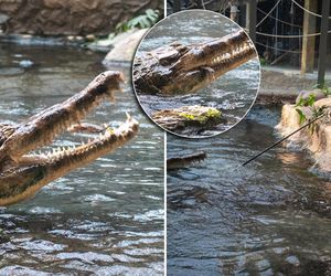 Po raz pierwszy w historii! Największy krokodyl w Europie najadł się na oczach ludzi w Orientarium Zoo Łódź [ZDJĘCIA]