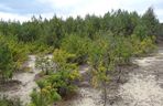 Pustynia