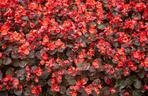 Begonia stale kwitnąca