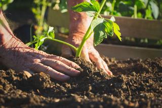 Kalendarz biodynamiczny na maj 2023. Kiedy i jakie prace wykonać w ogrodzie?