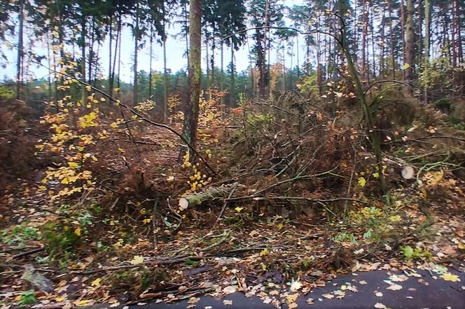 Wielka wycinka w Lesie Arkońskim