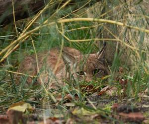 Nowa mieszkanka w Śląskim Ogrodzie Zoologicznym. To rysica euroazjatycka