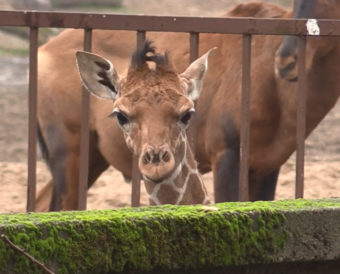 Nieprawidłowości w poznańskim zoo. Czy miasto straci ogród zoologiczny? 